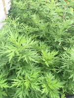 乾燥艾草葉 (40g) 