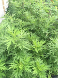乾燥艾草葉 (40g) 