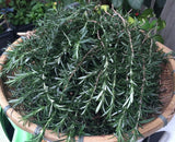 迷迭香純露（補充裝） 