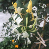 金銀花純露（補充裝） 