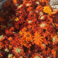 金盞菊花茶 
