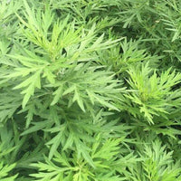 艾草純露（補充裝） 