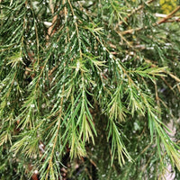 農莊馬賽皂（洗面 / 沐浴） 
