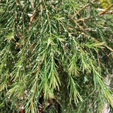 農莊馬賽皂（洗面 / 沐浴） 