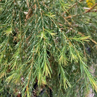 澳洲茶樹純露（補充裝） 
