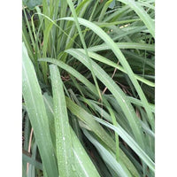 檸檬香茅純露（補充裝） 